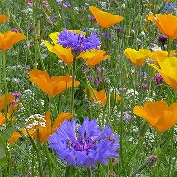 Lila und orangene Wildblumen auf einer Wiese